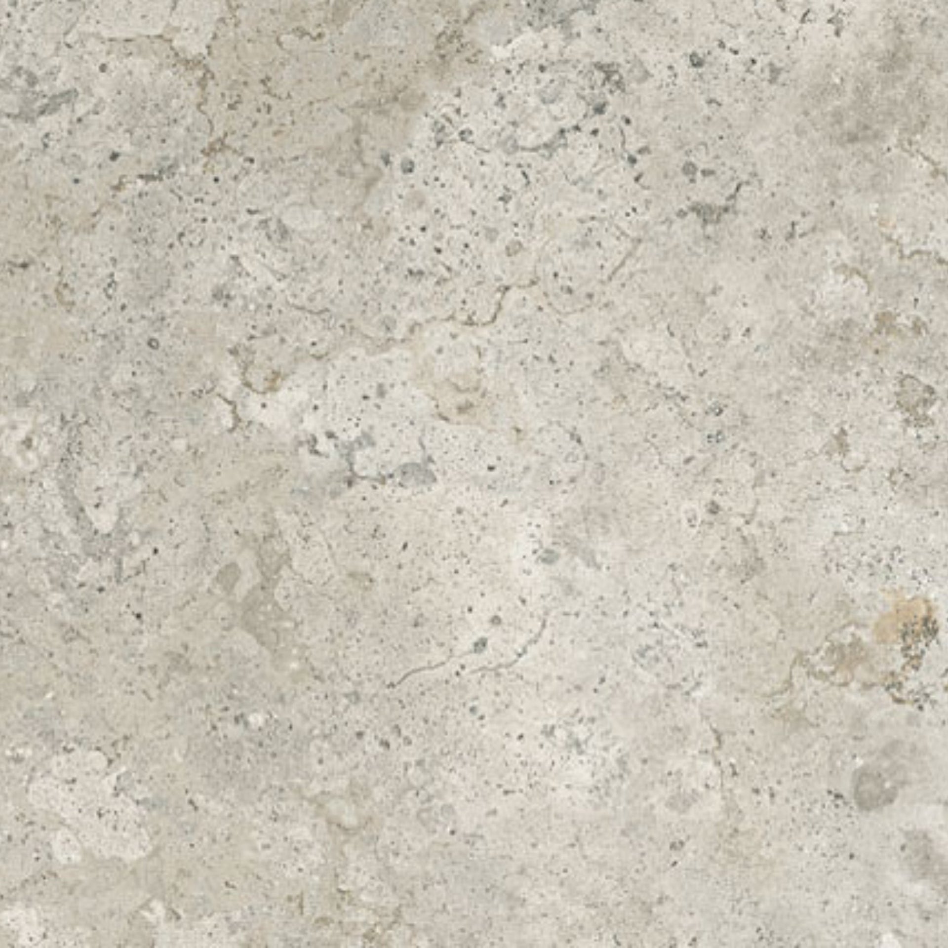 Fossil / Coral